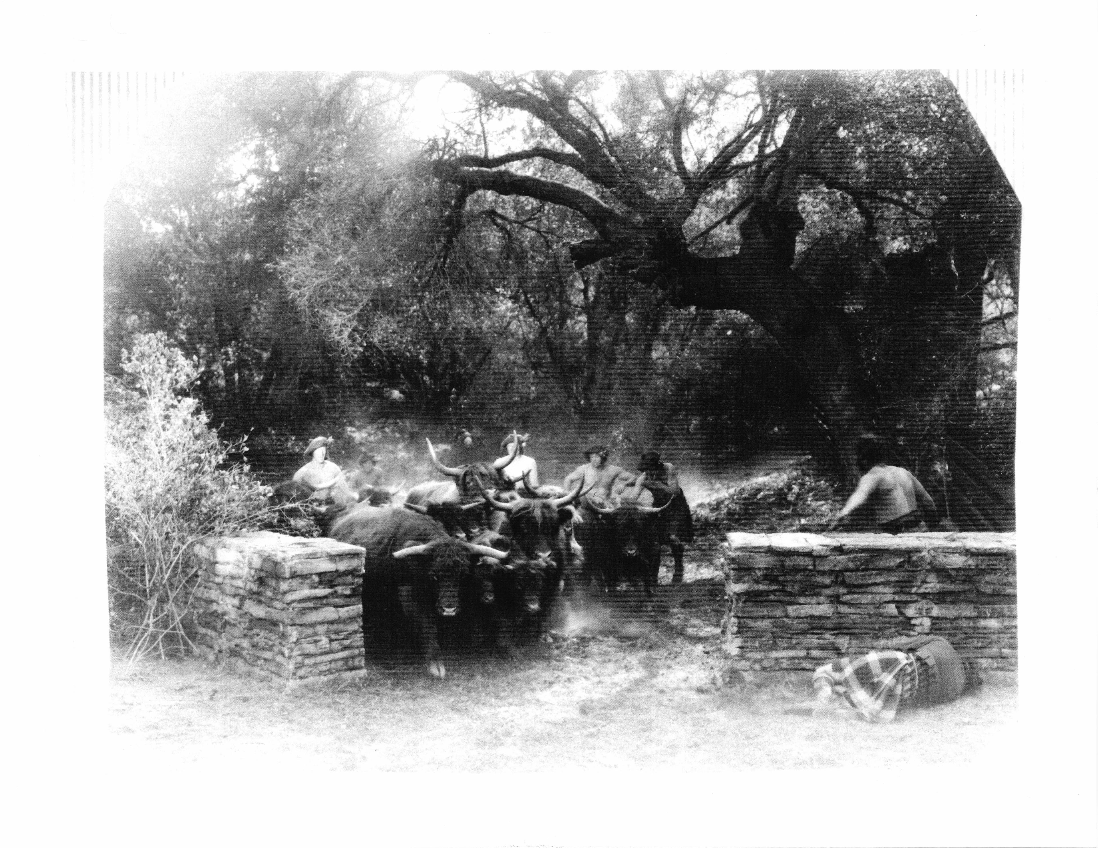 Bulls on the Fryman Ranch set during a production.